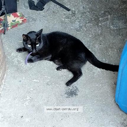 Photo 1/1 Found cat Found in Ardon