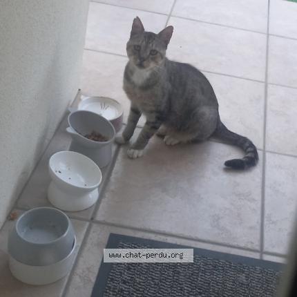Photo 1/1 Found cat Found in Laglorieuse