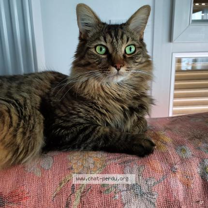 Photo 1/1 KID Chat lost in Rillieux la pape