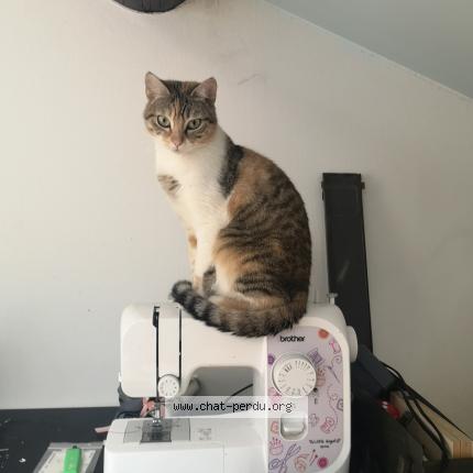 Photo 1/1 Poupinette Chat lost in Saint etienne