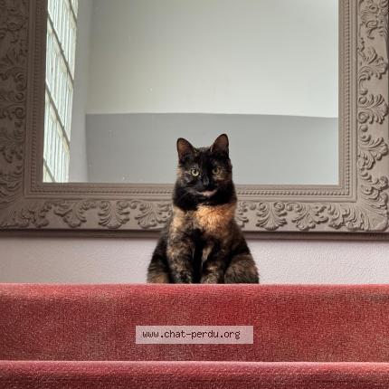 Photo 1/1 Yumi Chat lost in Rouen