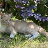 Picture of cat lost at Louviers