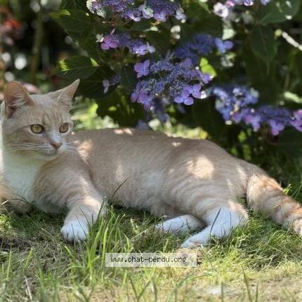 Photo 1/1 Serpolet Chat lost in Louviers