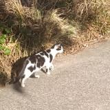 Picture of cat found at Orly