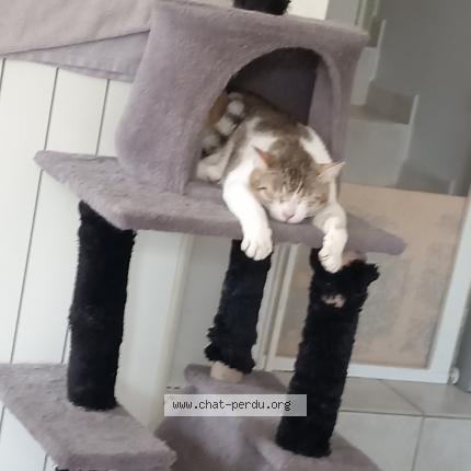 Photo 1/1 Joy Chat lost in Saint jean de muzols