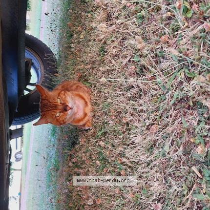 Photo 1/1 Found cat Found in Villeneuve au chemin