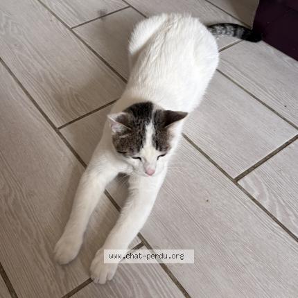 Photo 1/1 Canaille Chat lost in Mauzac