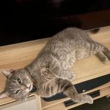 Picture of cat lost at Anderlecht