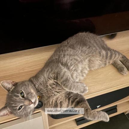 Photo 1/1 Cat reunited Lost in Anderlecht