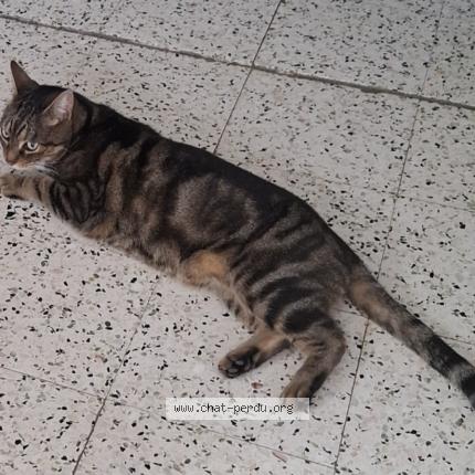 Photo 1/1 Petit lou Chat lost in Poulseur