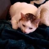 Picture of cat lost at Le Petit Quevilly