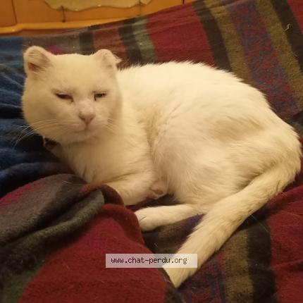 Photo 1/1 Wally Chat lost in Crouy en thelle