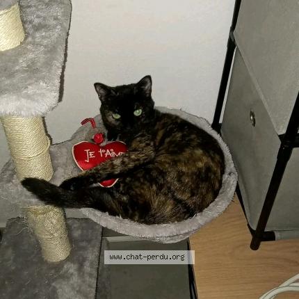 Photo 1/1 Marvelle Chat lost in Narbonne