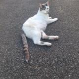 Picture of cat found at Antony