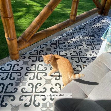 Photo 1/1 Found cat Found in Santa elena