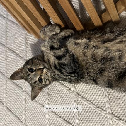 Photo 1/1 Simba Chat lost in Lausanne