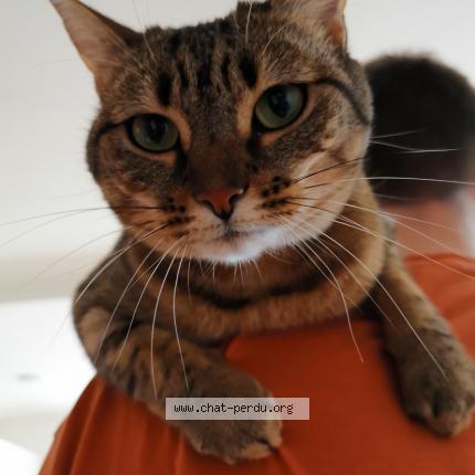 Photo 1/1 Akira Chat lost in Bons en chablais