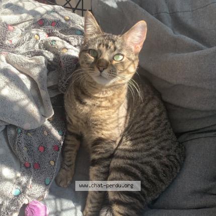 Photo 1/1 Skinie Chat lost in Castelnau le lez