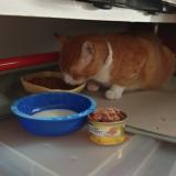 Picture of cat found at Nimes