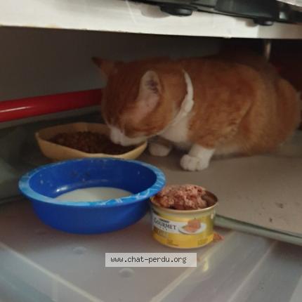 Photo 1/1 Found cat Found in Nimes