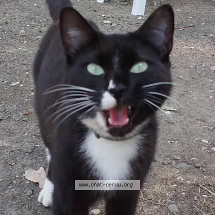Photo 1/1 Found cat Found in Aire sur l adour
