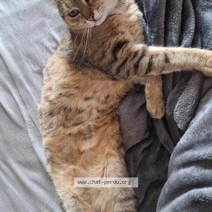 Photo 1/1 Athena Chat lost in Montignies sur sambre