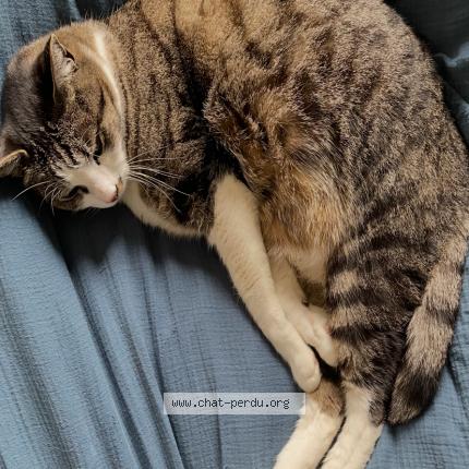 Photo 1/1 Paddington Chat lost in Fourqueux