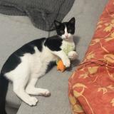 Picture of cat lost at Nantes