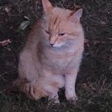 Picture of cat found at Saint Germain Les Corbeils