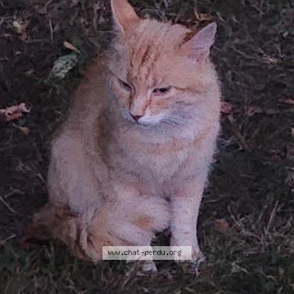 Photo 1/1 Found cat Found in Saint germain les corbeils