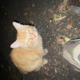 Picture of cat found at Toulouse