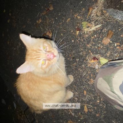 Photo 1/1 Found cat Found in Toulouse