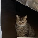 Picture of cat lost at Moliets Plage