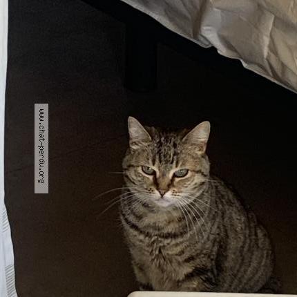 Photo 1/2 Jade Chat lost in Moliets plage