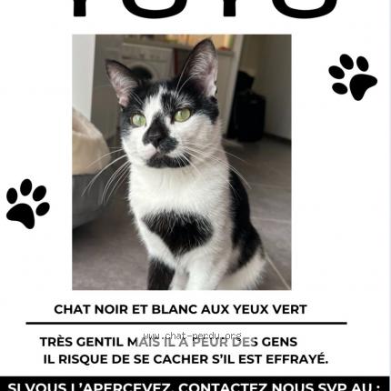 Photo 1/1 Yuyu Chat lost in Villeurbanne