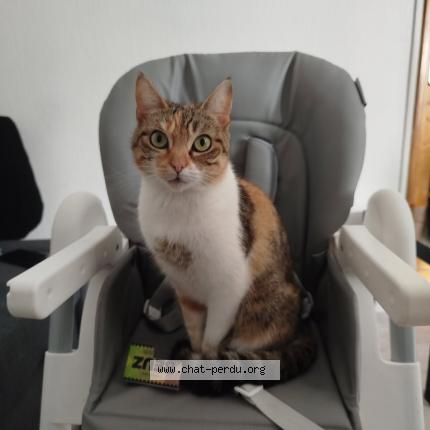 Photo 1/1 Poupinette Chat lost in St etienne