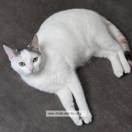 Photo 1/1 Marcelline - Marcy Chat lost in Pontorson