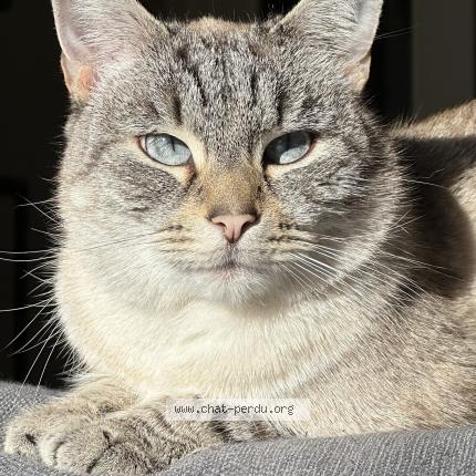 Photo 1/1 Peanut Chat lost in Saint nazaire