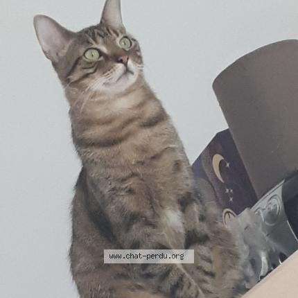 Photo 1/1 Didou Chat lost in Aix en provence