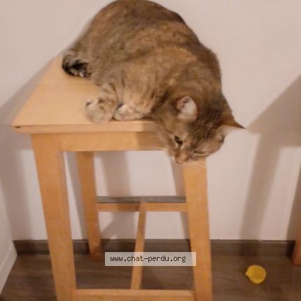 Photo 1/1 pandora Chat lost in St priest en jarez