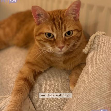 Photo 1/1 Simba Chat lost in Romagnat