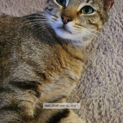 Photo 1/1 drift Chat lost in Poitiers