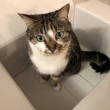 Picture of cat lost at Montpellier