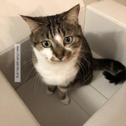 Photo 1/1 Iduna Chat lost in Montpellier