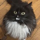 Picture of cat lost at Saint Marcel De Felines