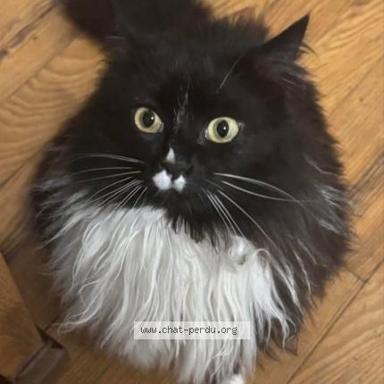 Photo 1/1 Suki Chat lost in Saint marcel de felines