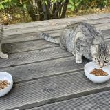 Picture of cat found at Grospierres