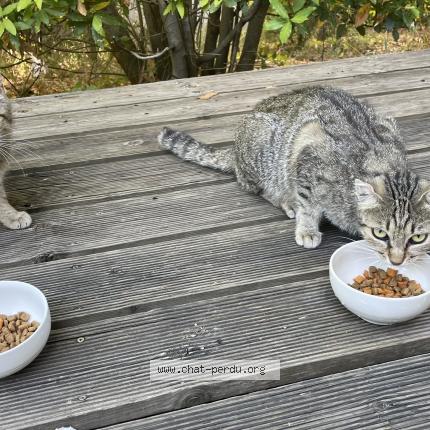 Photo 1/1 Found cat Found in Grospierres