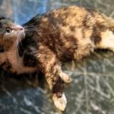 Picture of cat found at Balma