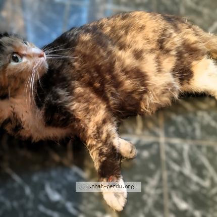 Photo 1/1 Found cat Found in Balma